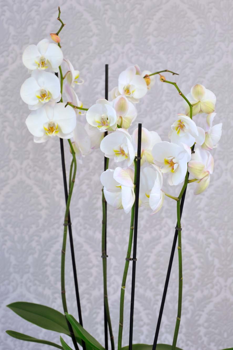 Weiße Orchideen bringen angenehme Atmosphäre in Zahnarztpraxis