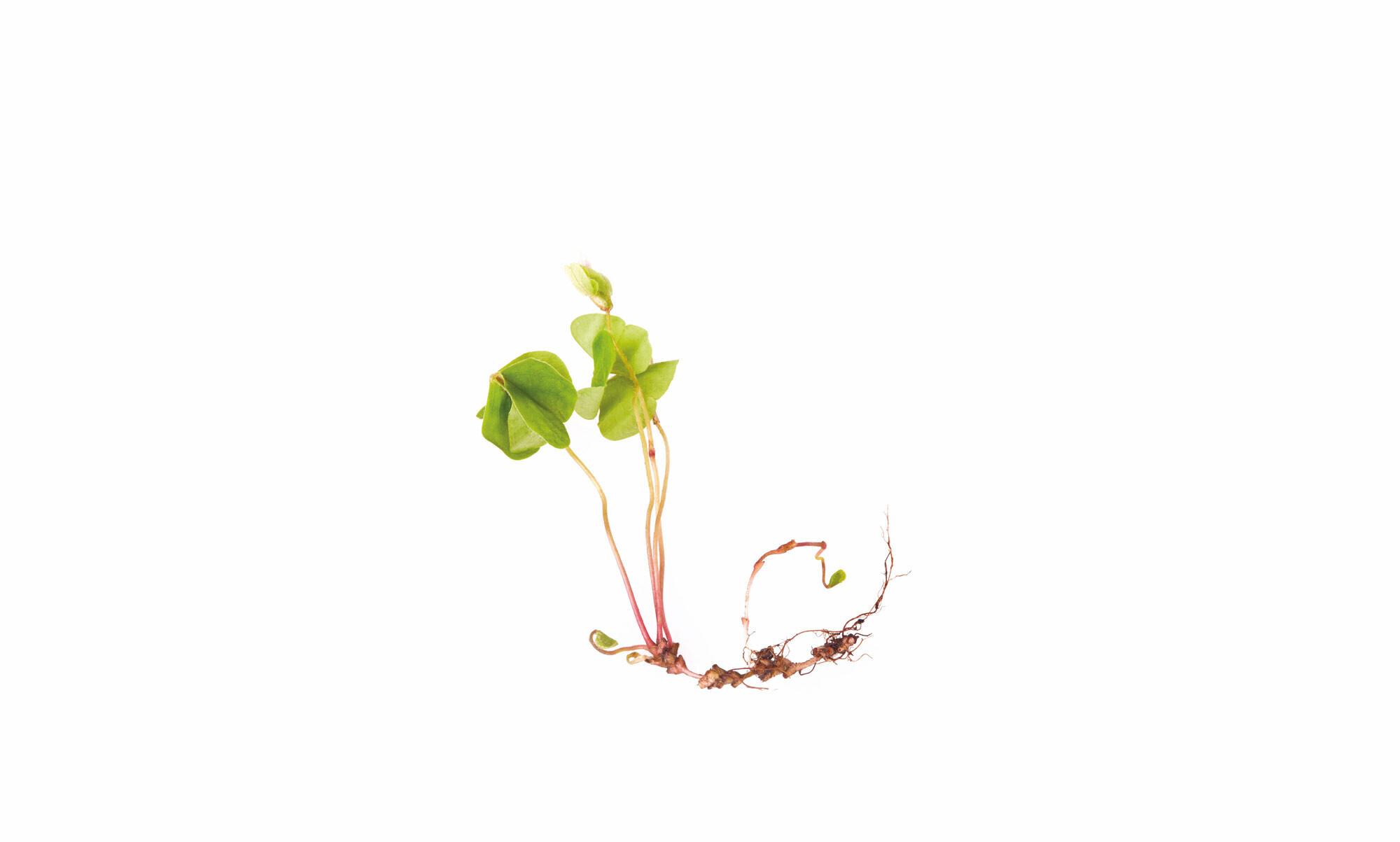 Freigestellte Pflanze mit gesunder Wurzel auf weißem Hintergrund Meller_Zahngesundheit_Zahnarzt_Waiblingen_Praxis_Ueberweiserpraxis_iStock-1222212921.jpg