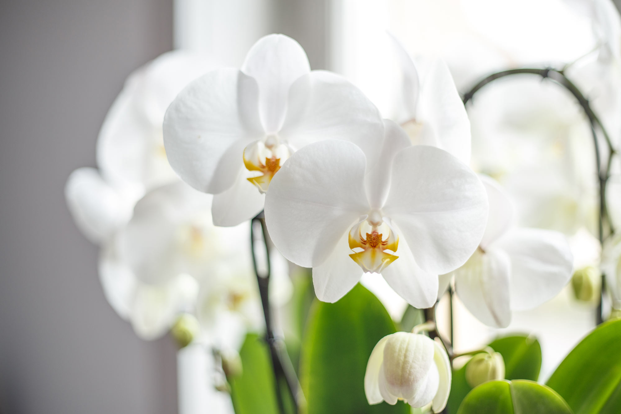 Detailaufnahme von weißer Orchidee in einem hellen Raum Meller_Zahngesundheit_Zahnarzt_Waiblingen_Impressionen_Praxis-Meller-Zahngesundheit-150.jpg